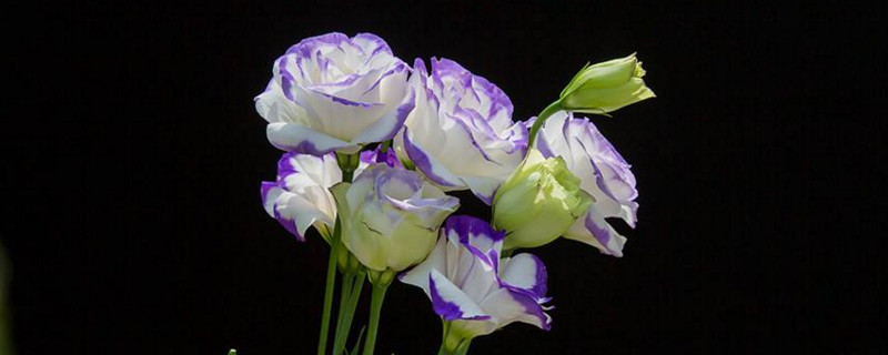 洋桔梗花期（洋桔梗花期有多长）