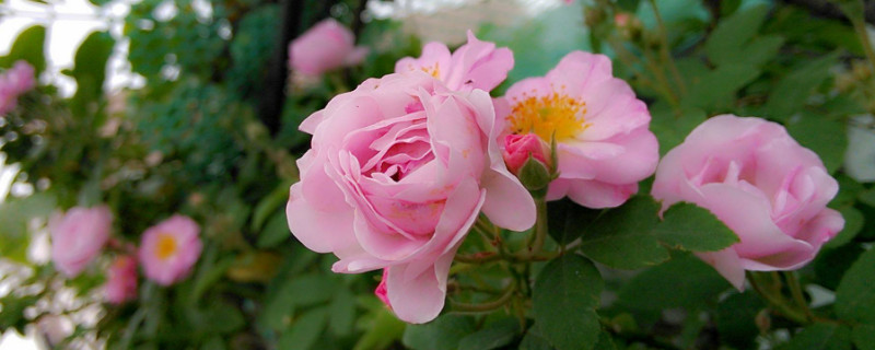 蔷薇花和月季花的区别（蔷薇花和月季花是一个品种吗）