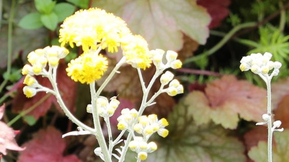 银叶菊怎么修剪