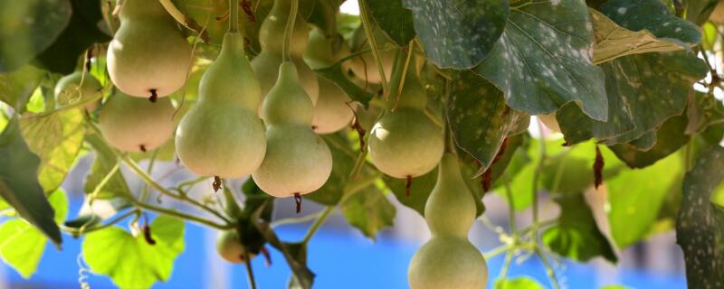 葫芦花是单性花吗 葫芦花如何区分雌雄