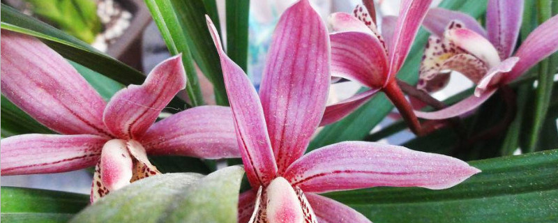 墨兰开完花怎么处理（墨兰开花后如何处理）