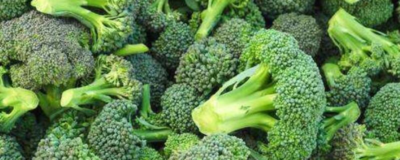 西兰花怎样打侧芽（西兰花打侧芽视频）