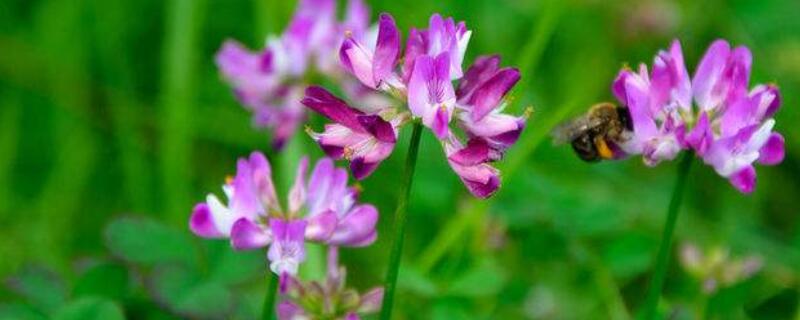 小冠花有毒吗（小冠花的药用价值）