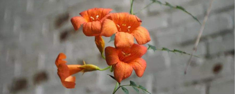 凌霄花移栽后多久发芽（凌霄花移栽后多久发芽开花）