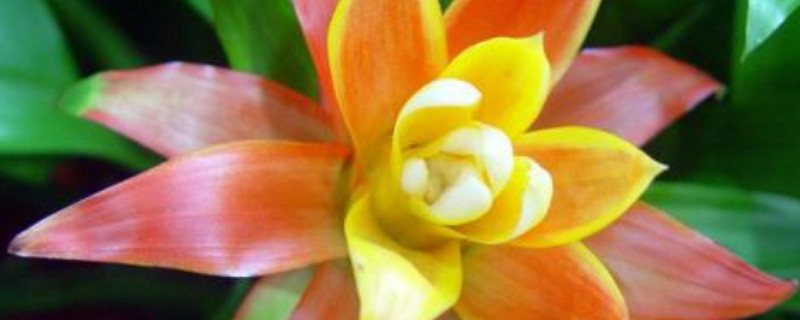 凤梨花开完花怎么办 空气凤梨花开完花怎么办