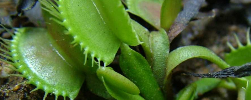捕蝇草发黑是怎么了 捕蝇草变黑好多怎么办