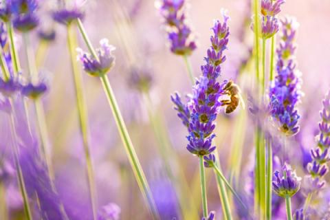 有助睡眠的小盆栽