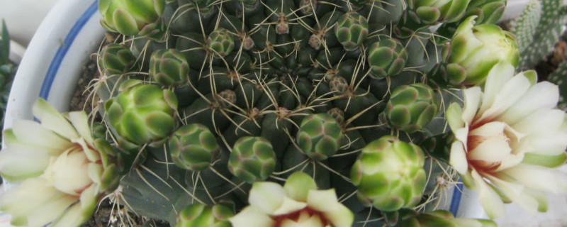 绯花玉徒长了怎么办（绯花玉不长根怎么办）