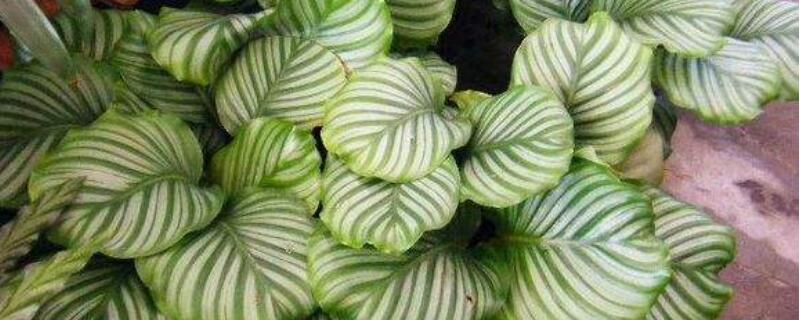 苹果竹芋长锈斑怎么办（青苹果竹芋长斑怎么办）