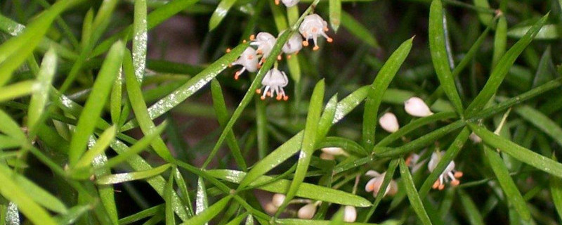 天门冬怎么修剪 天门冬需要剪枝吗