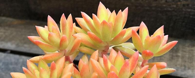 多肉布丁和铭月的区别（布丁和铭月多肉是两种）