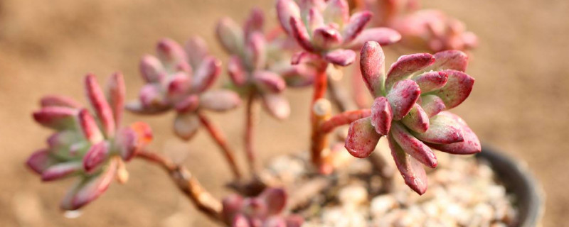 红稚儿与红稚莲的区别（红稚莲又叫什么）