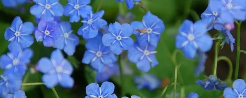 琉璃草有毒吗（琉璃草害人）