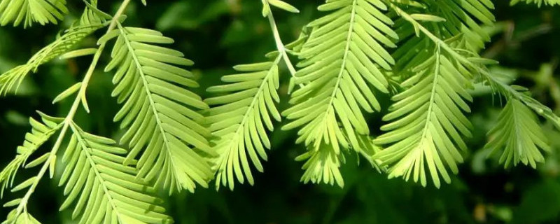 水杉盆景枯萎了怎么办（盆景水杉叶子干枯）