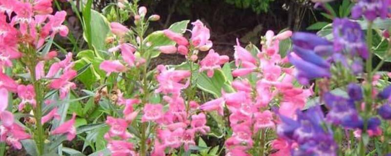 金鱼草鲜花怎么水养（金鱼草鲜花水养注意事项）