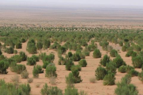 梭梭树被称为什么