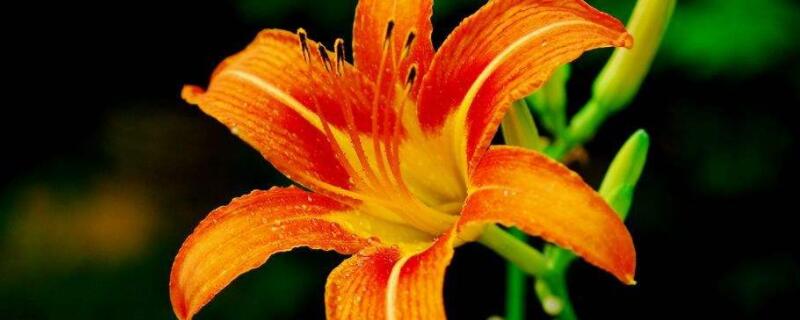 萱草是黄花菜吗（萱草和黄花菜的区别）