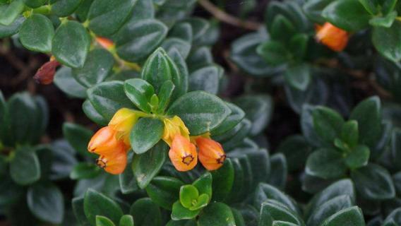 金鱼花怎么掐尖