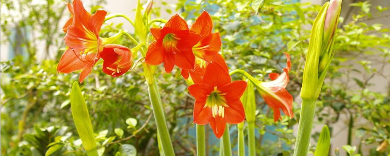 剑兰怎么修剪 剑兰怎么修剪图片