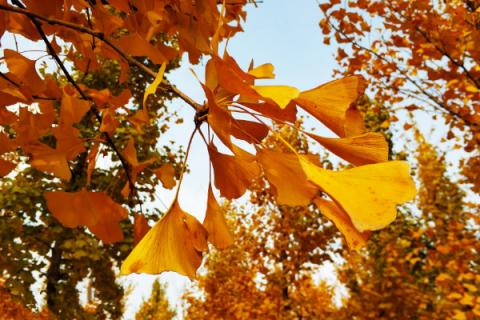 银杏叶长什么样子