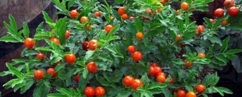 珊瑚豆的功效与作用（珊瑚豆有什么功效）