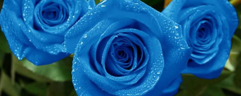 兰色玫瑰花代表什么意思（兰色玫瑰花代表什么意思男生发的）