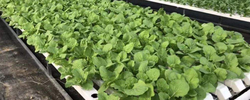 水培蔬菜育苗技术 水培蔬菜育苗技术有哪些