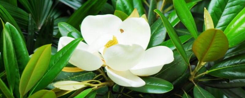 荷花玉兰与玉兰的区别 荷花玉兰和玉兰的区别