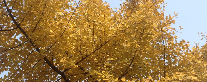 银杏树的种植与管理（银杏树的种植技术）