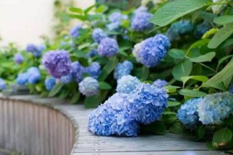 无尽夏和花手鞠的区别