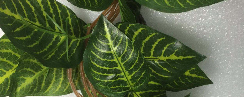 青叶碧玉怎么扦插 青叶碧玉扦插后多长时间会发根