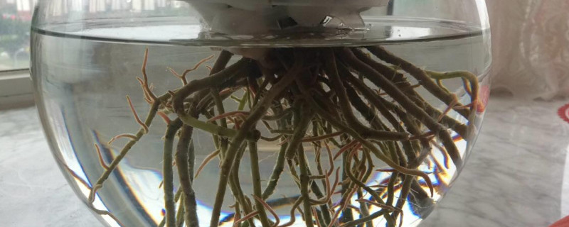 水培红掌如何爆盆 水培红掌怎么分盆