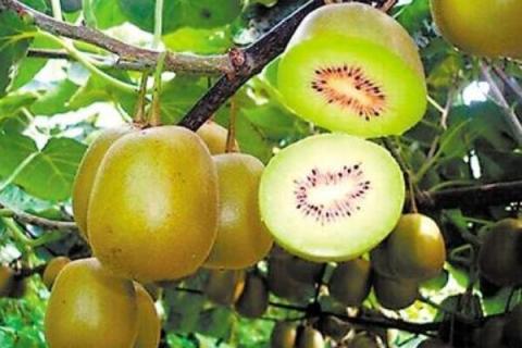 猕猴桃僵苗怎么办