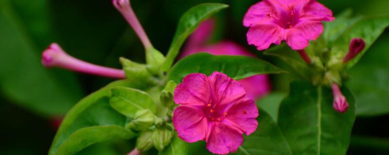 紫茉莉和夜来香的区别（紫茉莉和夜来香的区别在哪）