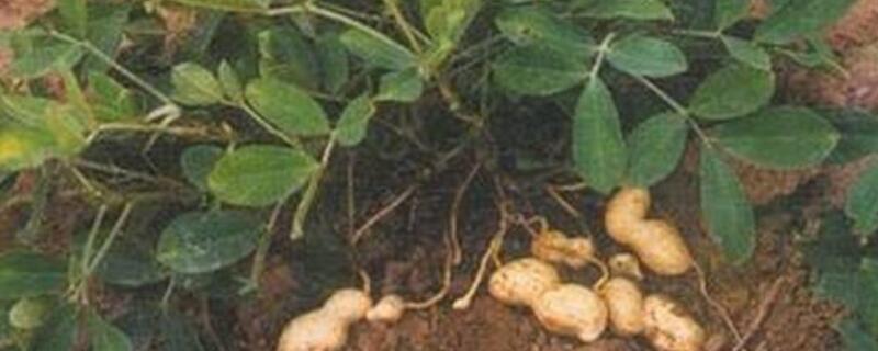 花生开花期的管理技术 花生开花期的田间管理