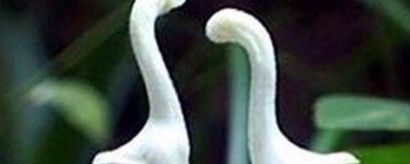 天鹅花有毒吗 天鹅花有毒吗图片