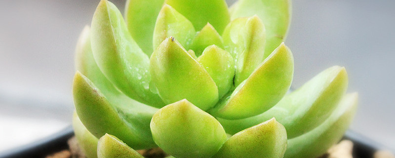 多肉暴晒后叶子软皱怎么办（多肉暴晒后叶子软皱怎么办呢）