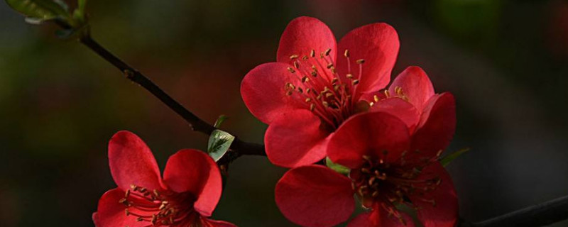 冬红海棠怎么养好 红叶海棠怎么养