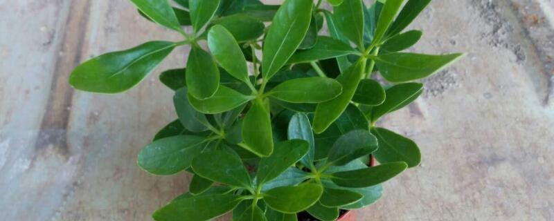 鹅掌柴有毒吗（花叶鹅掌柴有毒吗）