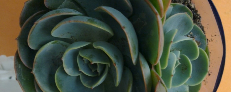 玉蝶多肉度夏注意事项 玉蝶多肉怎么过夏天
