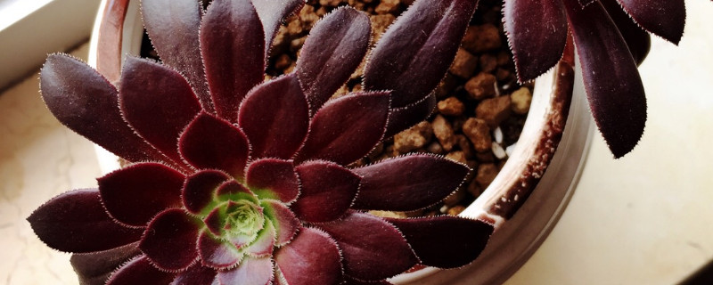 黑法师的寓意 黑法师的寓意和花语