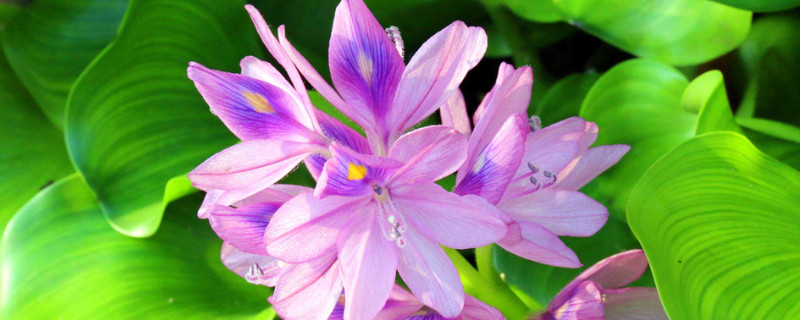 凤眼蓝叶子发黄怎么办 凤眼蓝叶子发黄是怎么回事