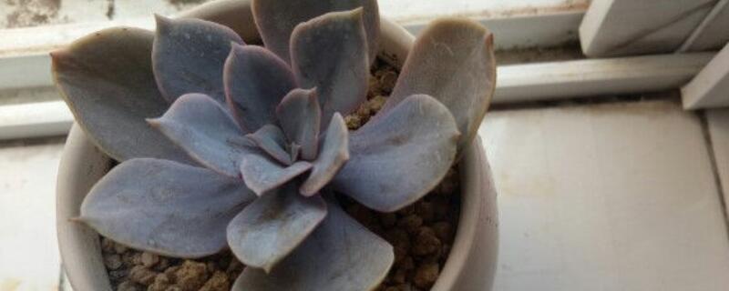 紫丁香花的特点是什么（紫丁香花的特点是什么样的）