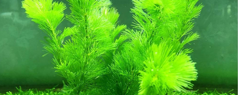 绿菊水草怎么繁殖扦插 绿菊水草怎么繁殖扦插视频