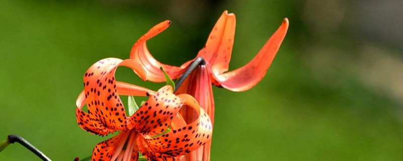 卷丹百合可以食用吗 卷丹百合是药用百合吗