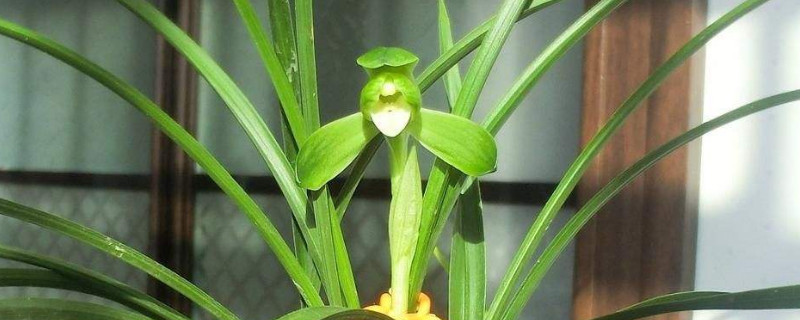 艺兰的种植要点（野生艺兰生长环境）