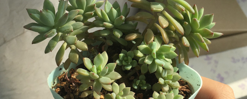 多肉酥皮鸭怎么修剪（多肉酥皮鸭怎么养护）