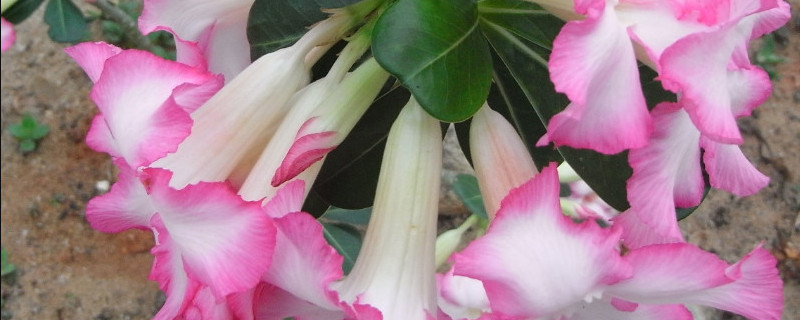 如何配制沙漠玫瑰的土（如何配制沙漠玫瑰的土壤）