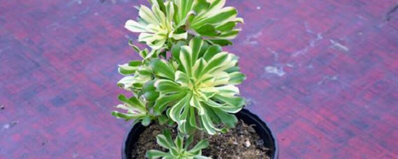 艳日伞和艳日辉的区别（艳日伞和艳日辉哪个贵）