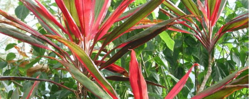 红羽竹芋有毒吗（红羽竹芋的花语与寓意）